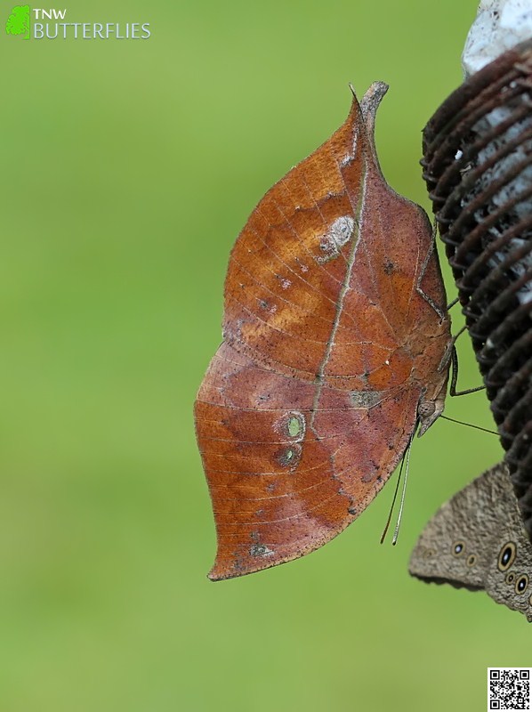 Blue Oakleaf